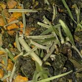 ESSENCE AND ELEMENTS - BOX